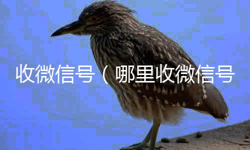 收微信号vx回收联系方式（哪里收微信号）
